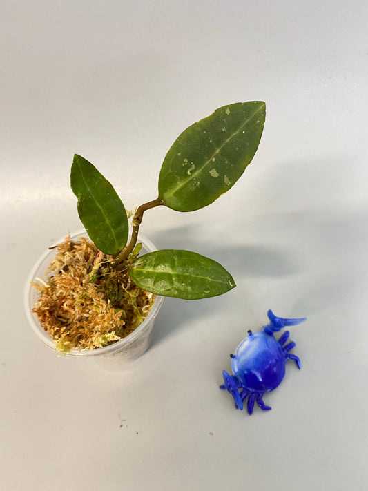 Hoya elliptica small leaf - active growth