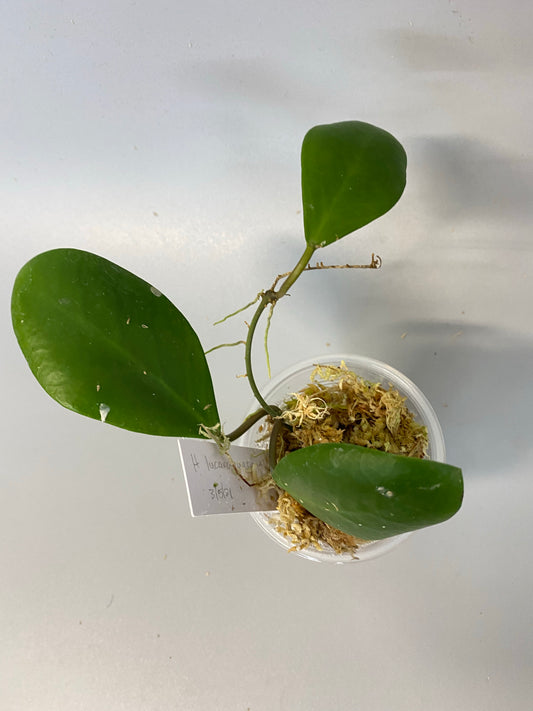 Hoya Lucardenasiana - Unrooted