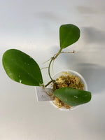Hoya Lucardenasiana - Unrooted