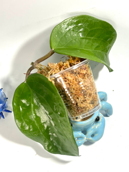 Hoya surigaoensis - Unrooted