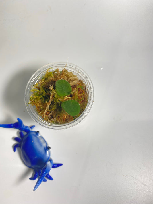 Hoya serpens - starting to root