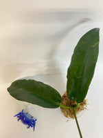 Hoya kaimuki (H macgillivrayi X H archboldiana) - unrooted