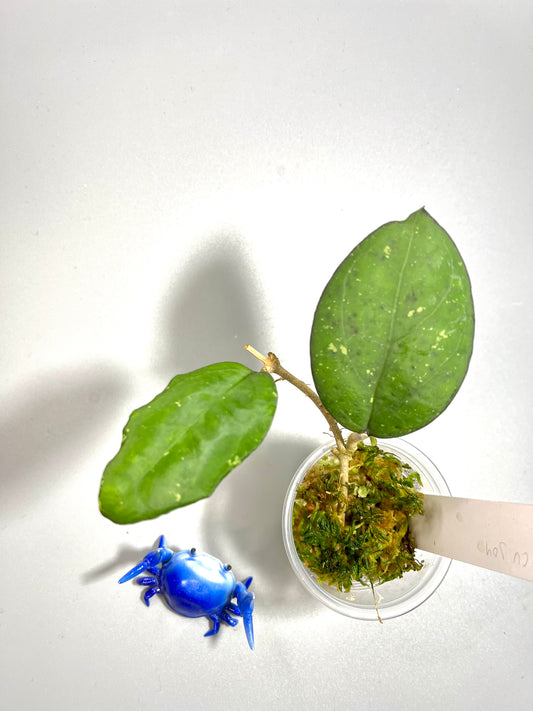 Hoya cv Joy - had some roots