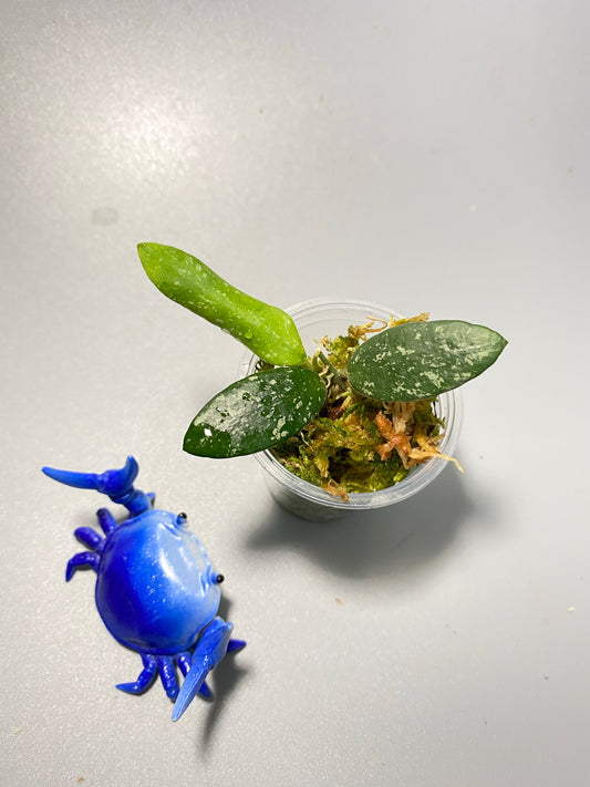 Hoya VL9 - grow point emerging