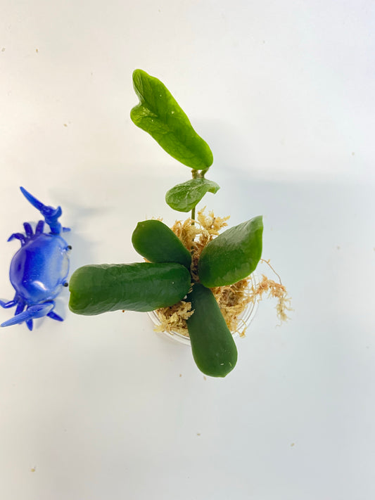 Hoya rotundiflora - Unrooted