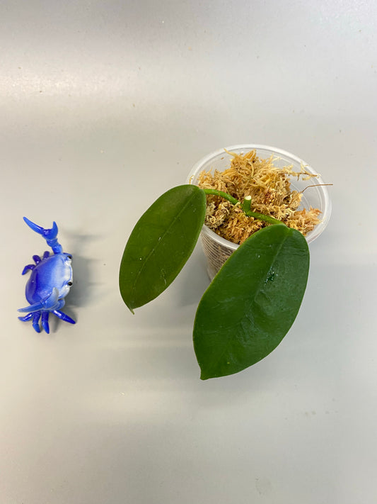 Hoya png yellow - just starting to root (1/2” root)