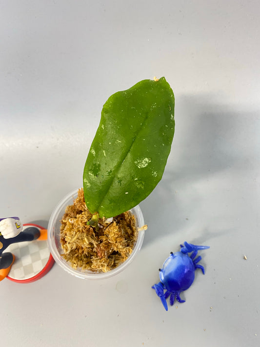 Hoya mitrata with splash - Unrooted