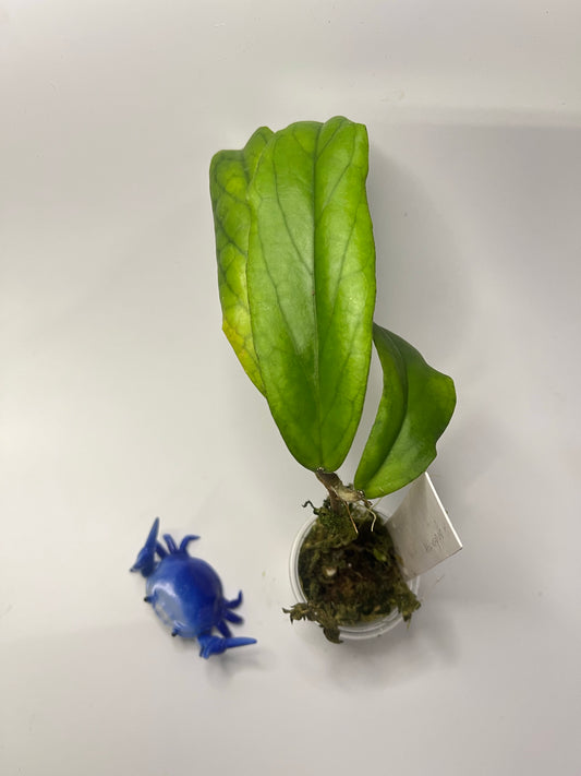 Hoya cv golden eye - has roots