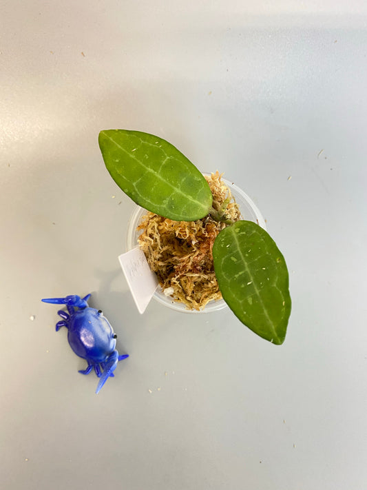 Hoya elliptica small leaf - starting to root