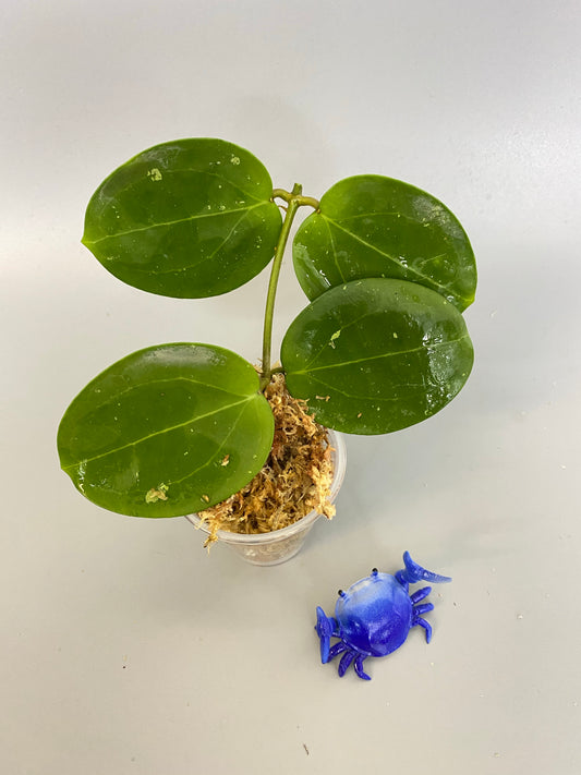 Hoya BP02 - unrooted