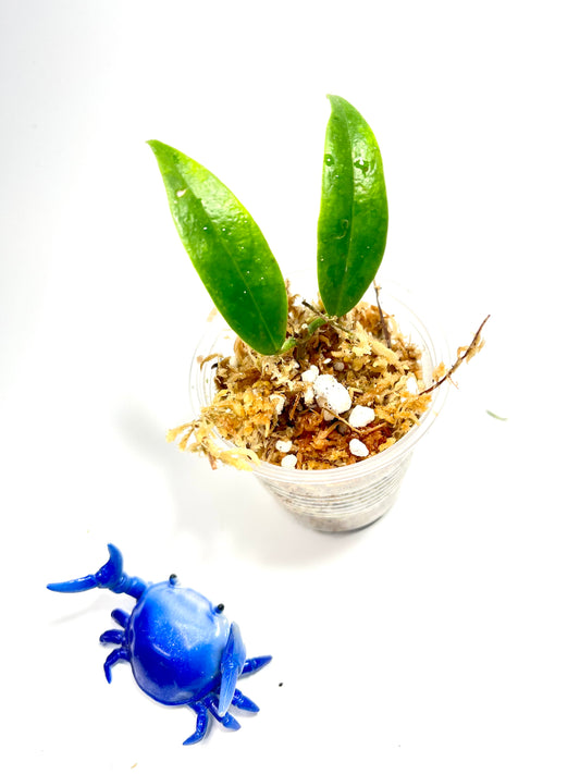 Hoya chlorantha - has some roots