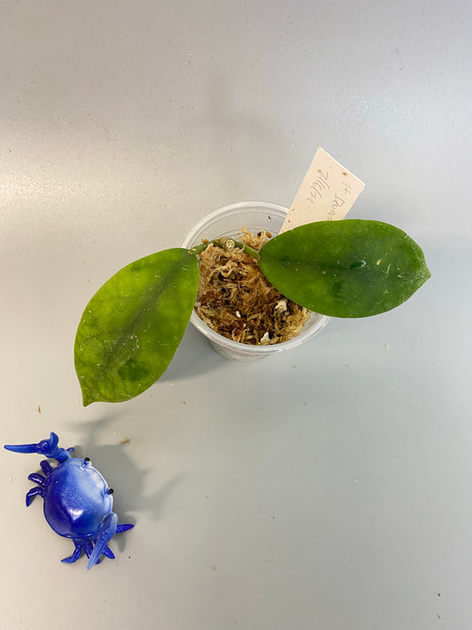 Hoya diversifolia - unrooted - free addon