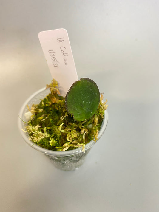 Reserved for Jessie - Hoya collina