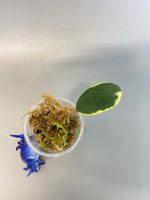 Hoya acuta variegata with some roots