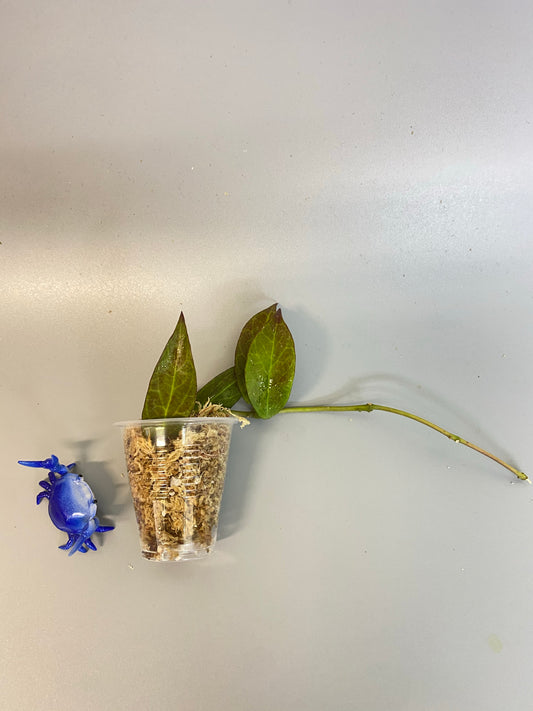 Hoya cv sunrise - Unrooted