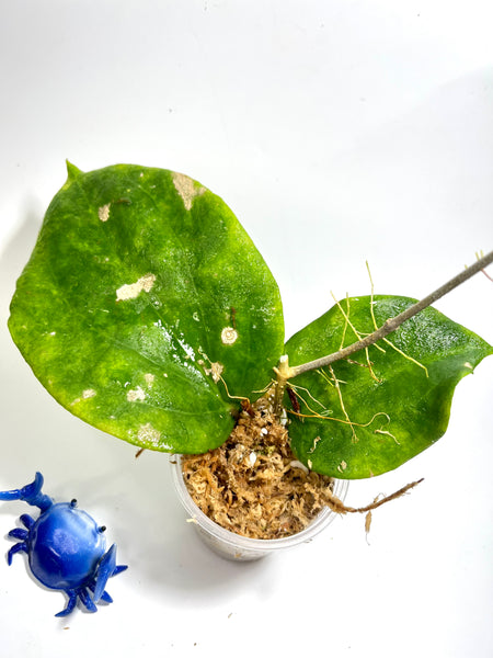 Free addon - Hoya pentaphlebia - leaf blemish - Unrooted