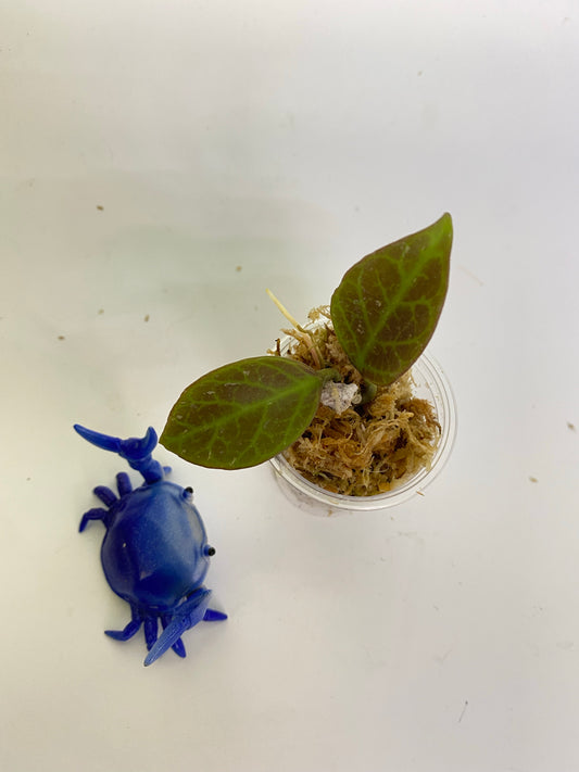 Hoya cv sunrise - starting to root - has short stem