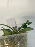 Hoya carmelae - has active growth