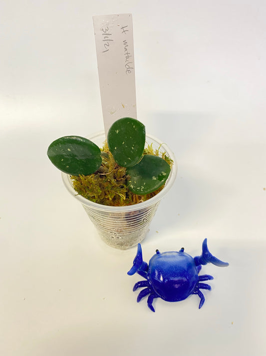 Hoya mathilde - rooted