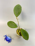 Hoya erythrostemma new, active growth
