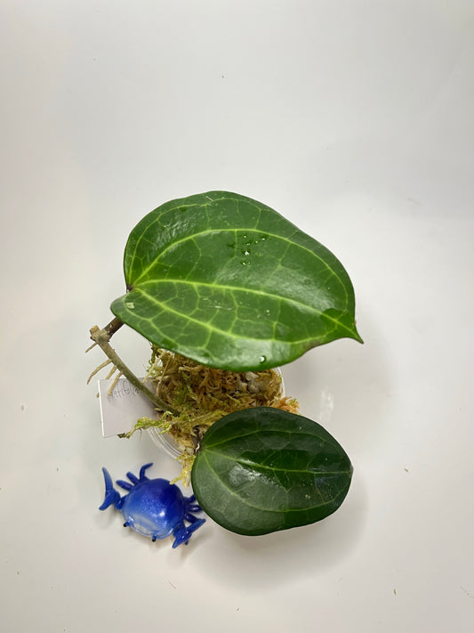 Hoya Latifolia - has some roots