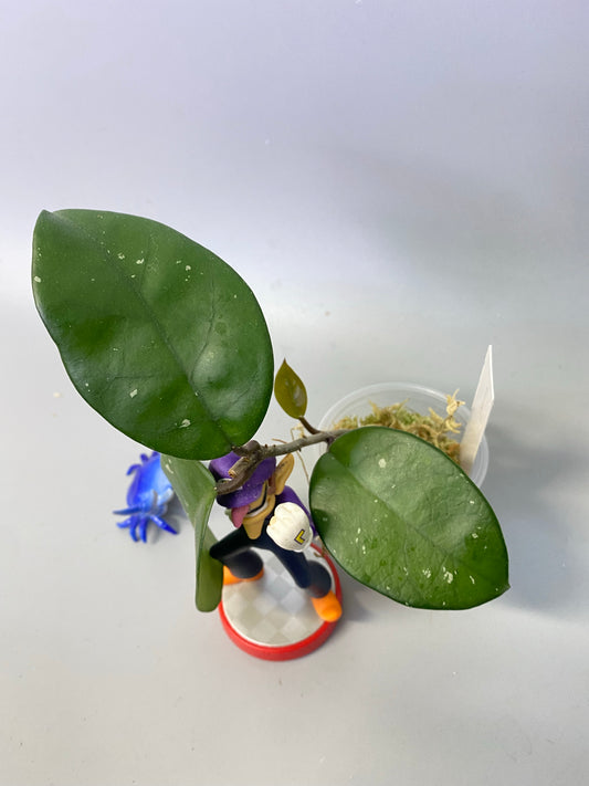 Hoya fungii - has some roots