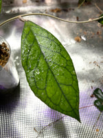 Hoya finlaysonii x vitellinoides - Unrooted