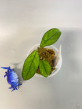 Hoya crassipetiolata - active growth