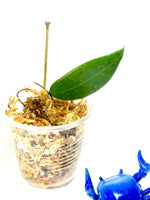 Hoya sp sarawak gps 10073 - 2 nodes / 1 leaf -Unrooted (Not Borneo)