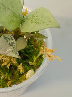 Hoya super silver krohniana (eskimo) - new growth