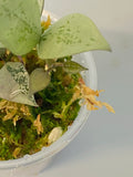 Hoya super silver krohniana (eskimo) - new growth