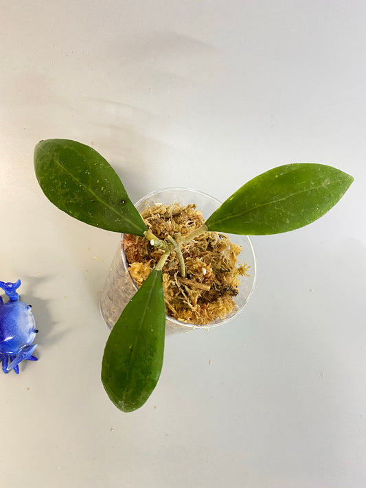 Hoya Hat Som Paen - has some roots