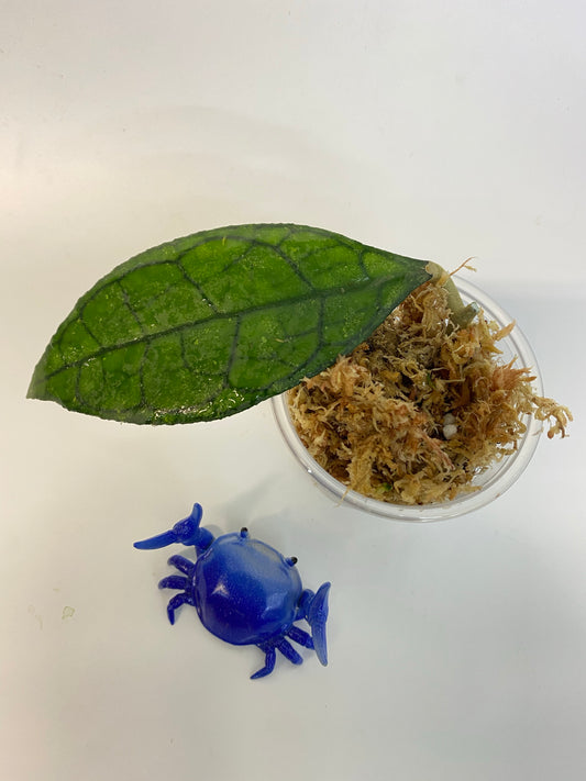 Hoya Finlaysonii Big leaf - has roots