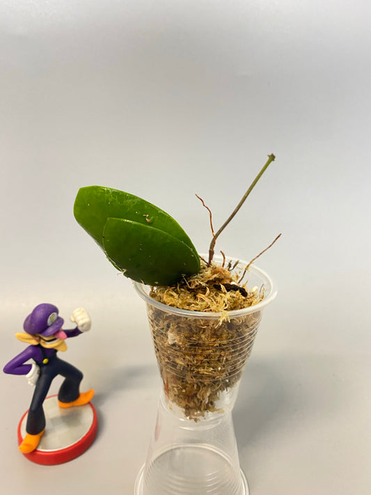 Hoya Lucardenasiana - Unrooted