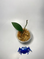 Hoya revoluta - has some roots