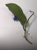 Hoya surigaoensis - has large leaves