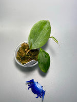 Hoya nicholsoniae - active growth