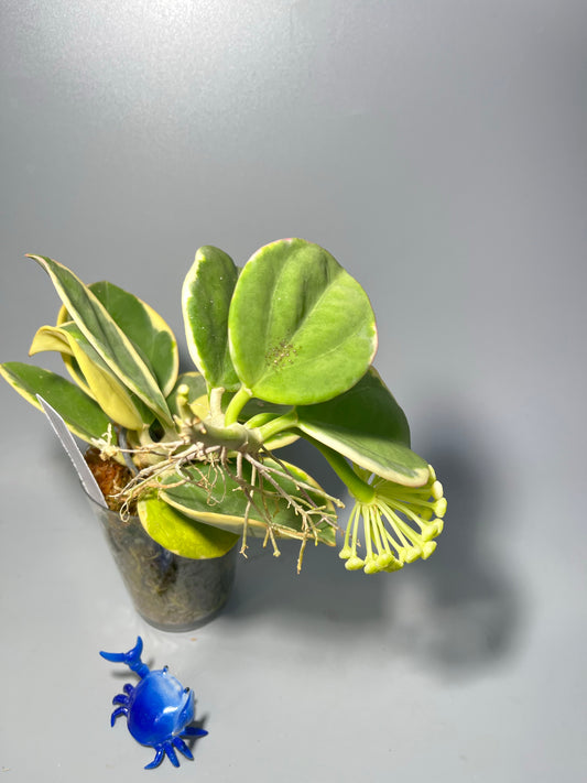 Hoya pachyclada outer variegation - active growth with peduncle
