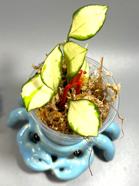 Hoya heuschkeliana variegated - Unrooted