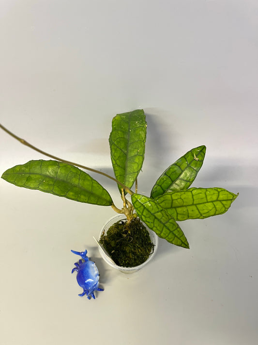 Hoya finlaysonii long leaf - has some roots