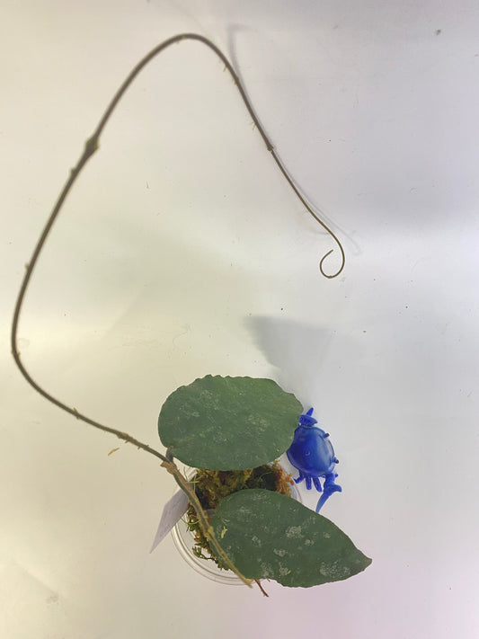 Hoya caudata big green leaf - active growth