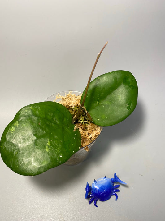 Hoya cv Ricardo - active growth