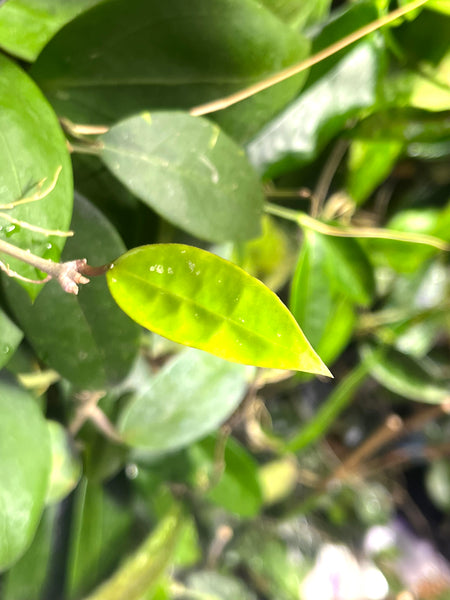 Hoya sp bintulu iml 1646 - fresh cut 1 node / 1 leaf - Unrooted