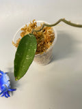 Hoya phuwuaensis - roots just starting to emerge (1mm)