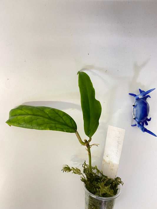 Hoya cv golden eye - has roots