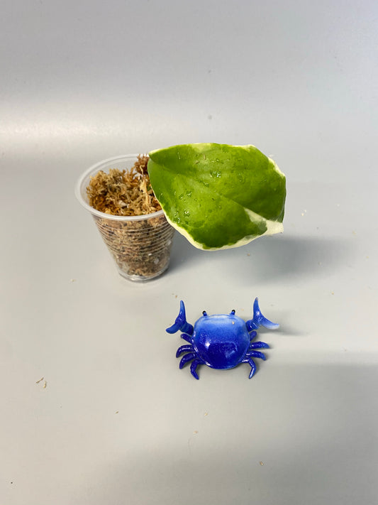 Hoya incrassata albomarginata / ‘eclipse’ - unrooted