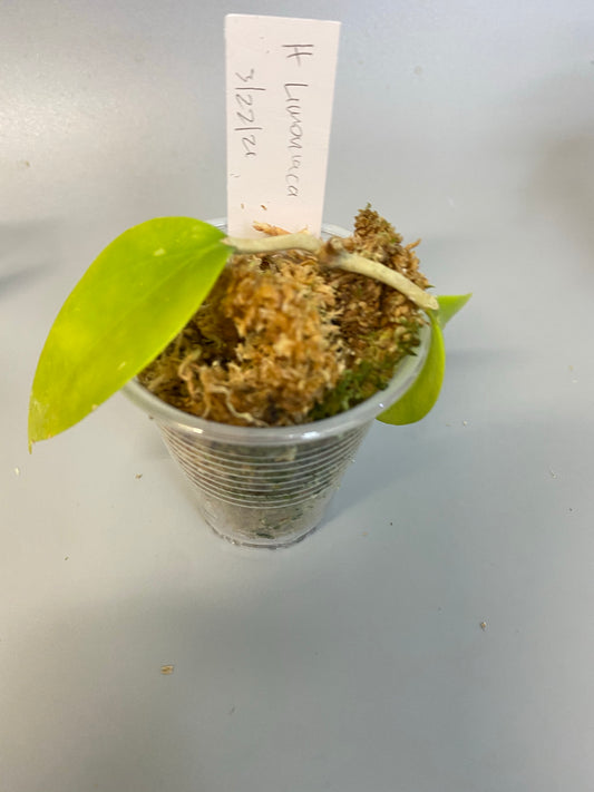 Hoya limoniaca  - starting to root