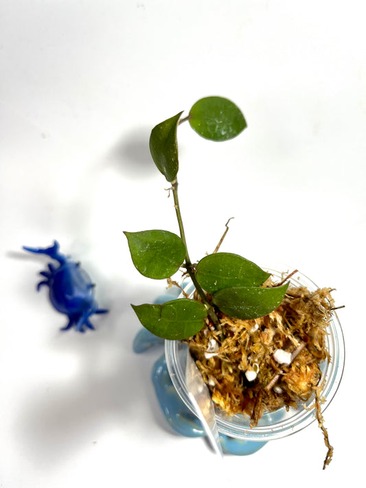 Hoya lacunosa Indonesia  - Unrooted