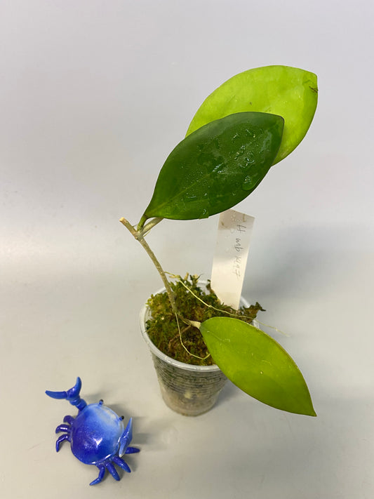 MB 1497 - (erythrina x MB 1141) - has some roots