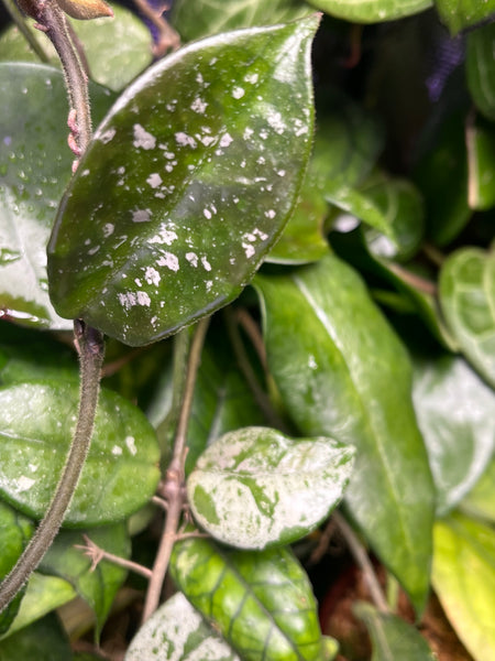 Hoya carnosa french spot - fresh cut 1 node/1 leaf - Unrooted
